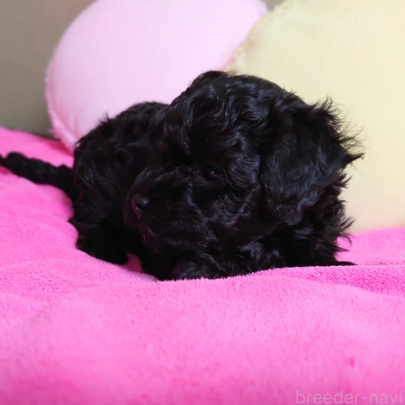 販売中の埼玉県のタイニープードル-447170の3枚目