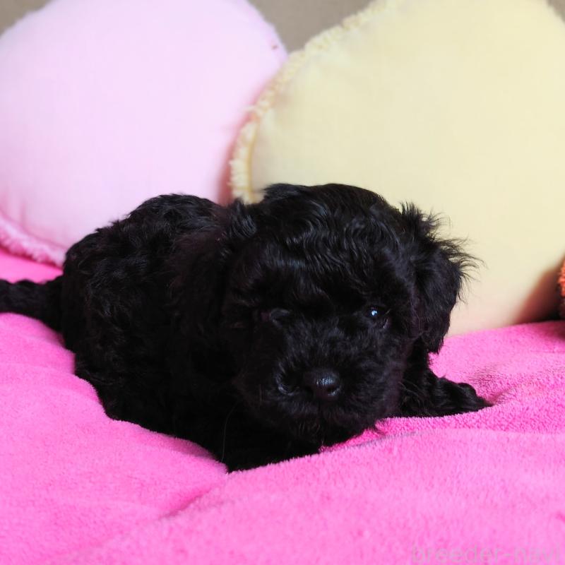 販売中の埼玉県のタイニープードル-447170