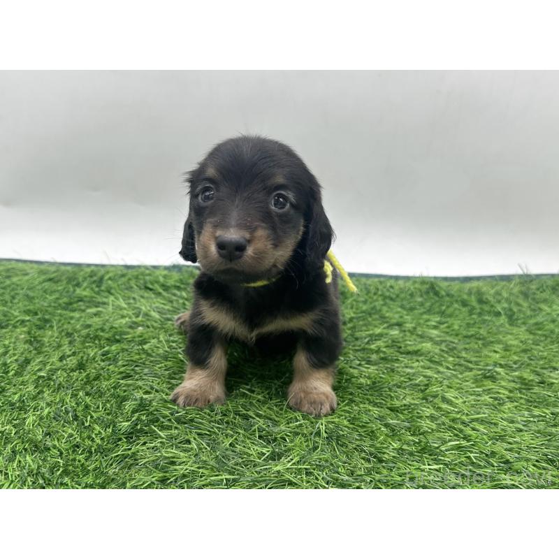 販売中の愛知県のミニチュアダックスフンド(ロングヘアード)-447173