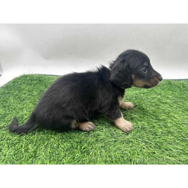 販売中の愛知県のミニチュアダックスフンド(ロングヘアード)-447173の7枚目