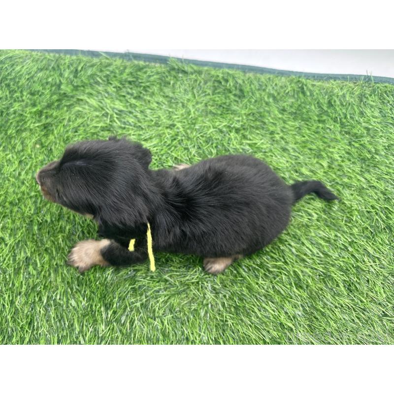 販売中の愛知県のミニチュアダックスフンド(ロングヘアード)-447173の6枚目