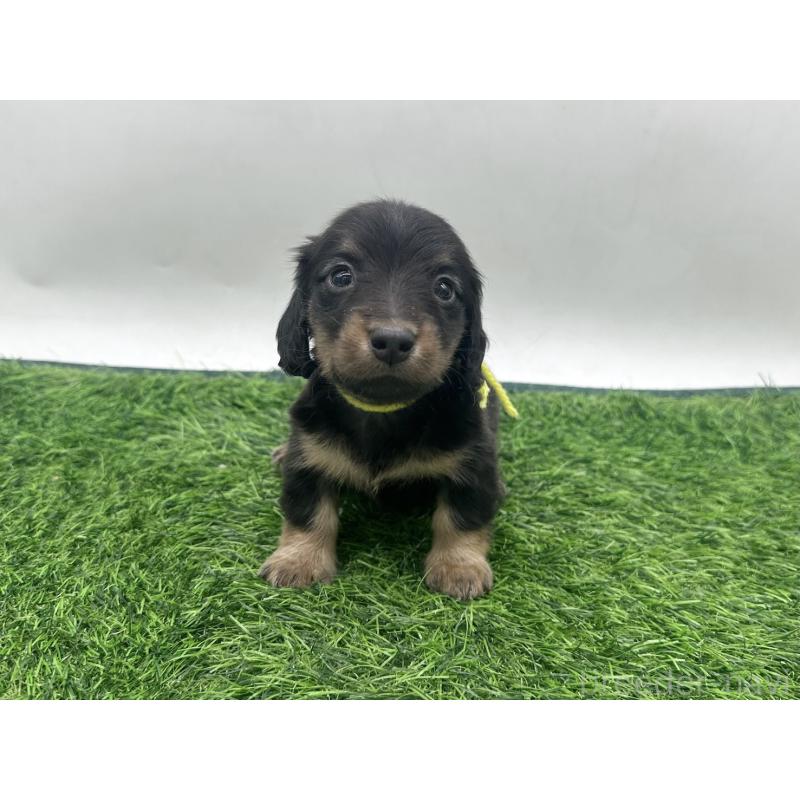 販売中の愛知県のミニチュアダックスフンド(ロングヘアード)-447173の5枚目