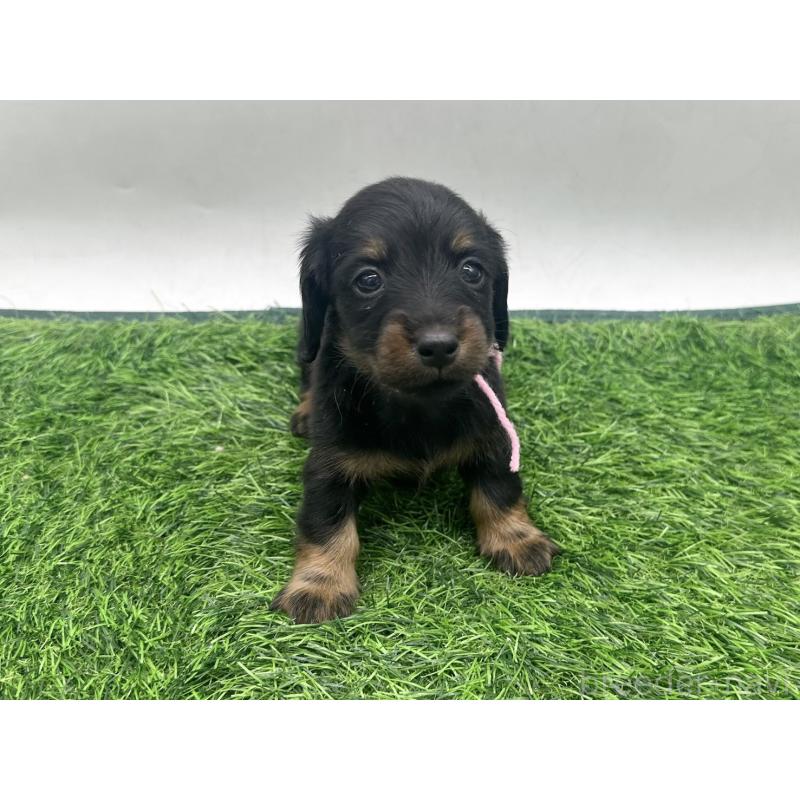 販売中の愛知県のミニチュアダックスフンド(ロングヘアード)-447174の1枚目