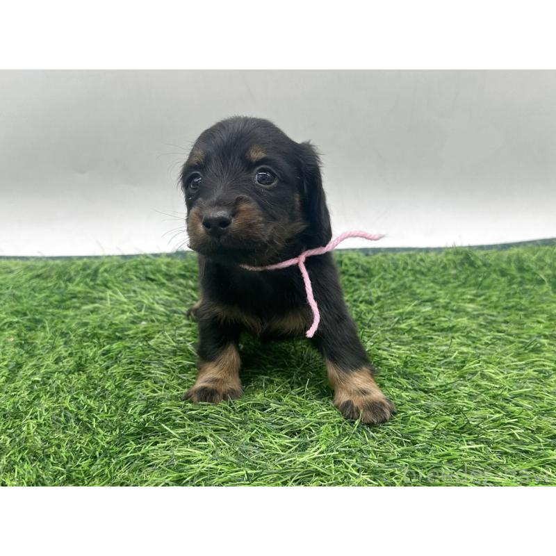 販売中の愛知県のミニチュアダックスフンド(ロングヘアード)-447174の7枚目