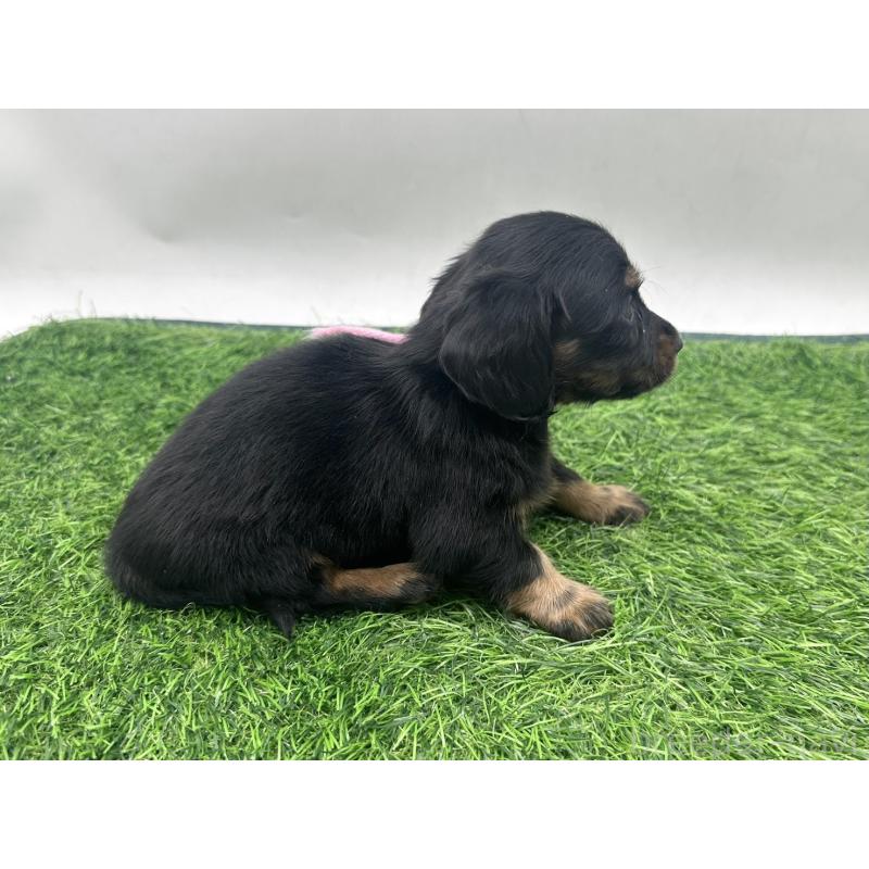 販売中の愛知県のミニチュアダックスフンド(ロングヘアード)-447174の6枚目