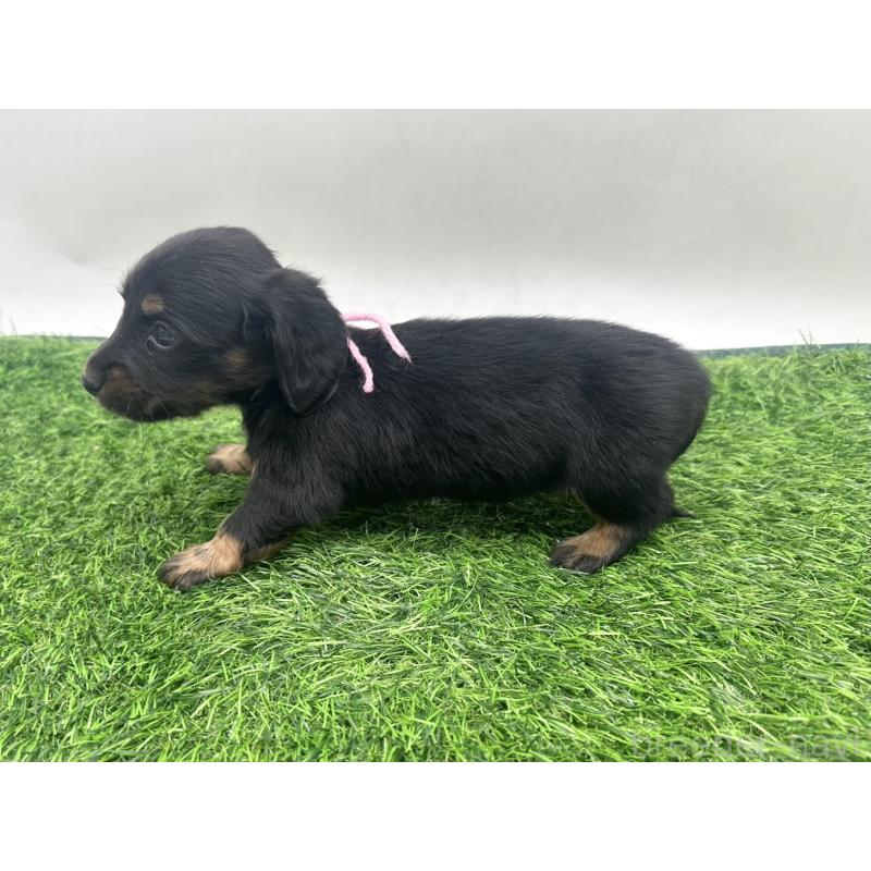 販売中の愛知県のミニチュアダックスフンド(ロングヘアード)-447174の5枚目