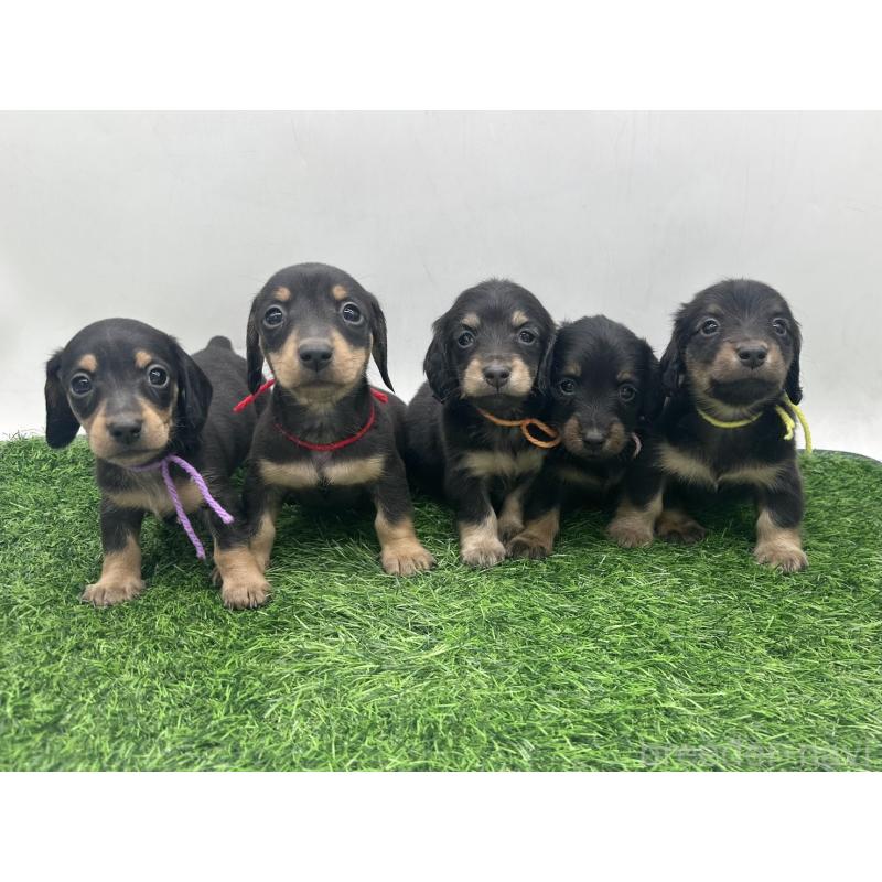 販売中の愛知県のミニチュアダックスフンド(ロングヘアード)-447174の3枚目