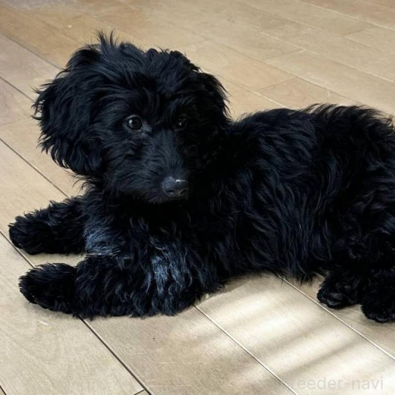 商談中の埼玉県のダップー:ミニチュアダックスフンド×トイプードル-429289の2枚目