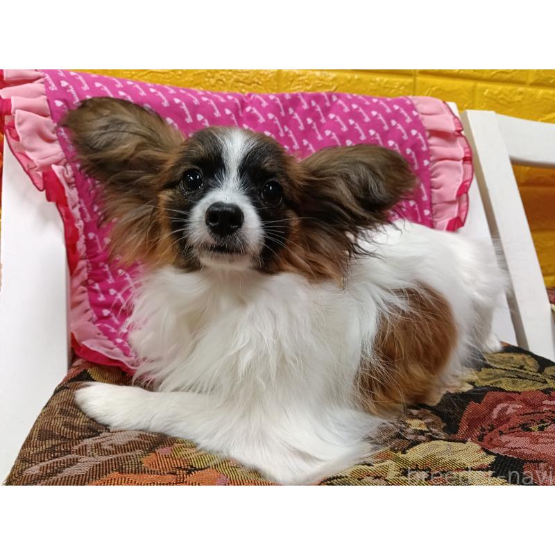 販売中の千葉県のパピヨン-411517の5枚目