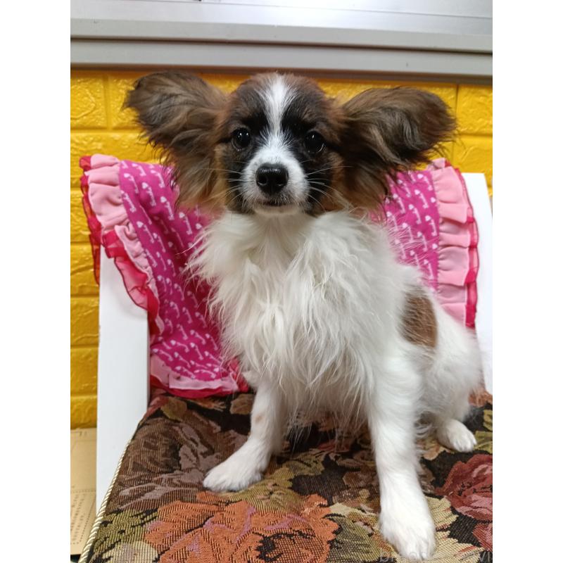 販売中の千葉県のパピヨン-411517の4枚目