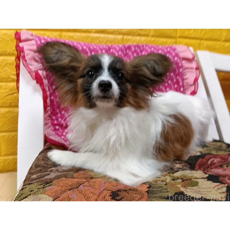 販売中の千葉県のパピヨン-411517の3枚目