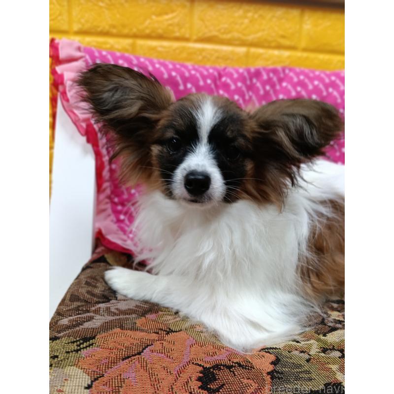 販売中の千葉県のパピヨン-411517の2枚目