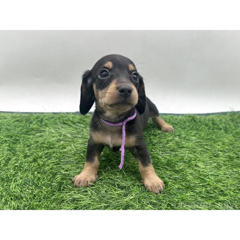 販売中の愛知県のミニチュアダックスフンド(スムースヘアード)-447175