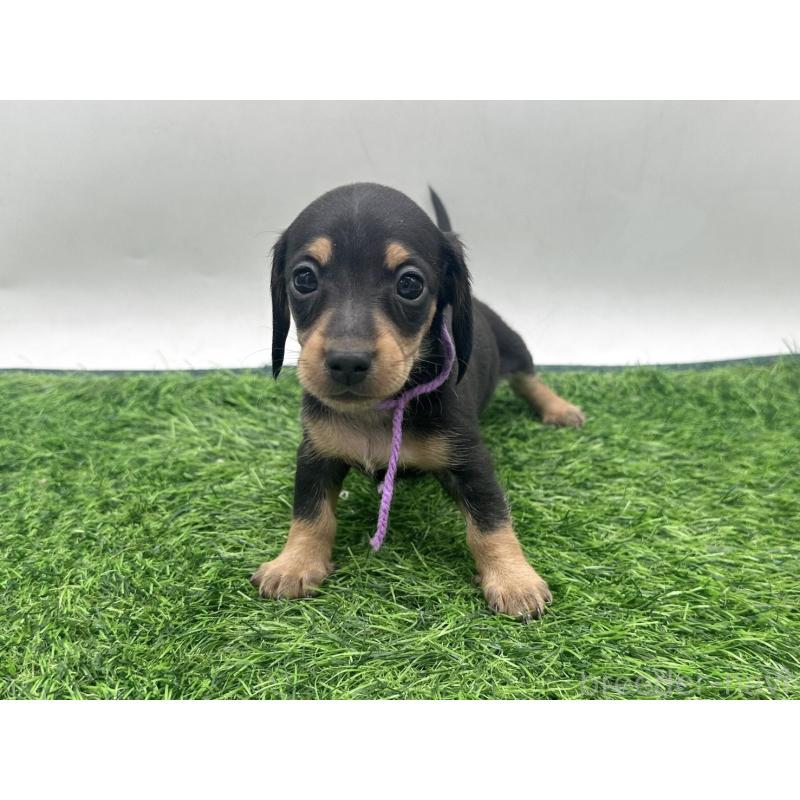 販売中の愛知県のミニチュアダックスフンド(スムースヘアード)-447175の8枚目
