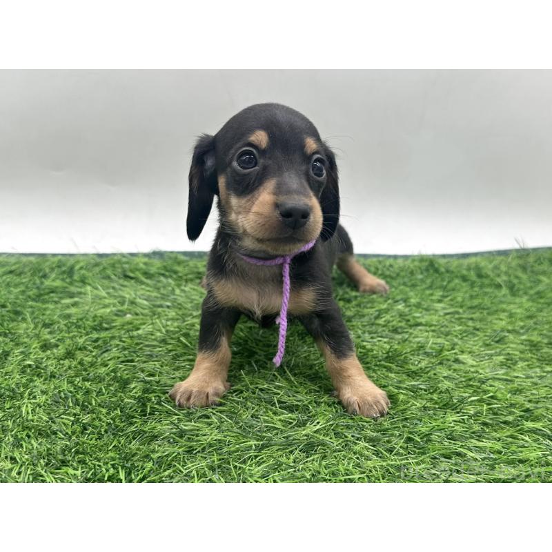 販売中の愛知県のミニチュアダックスフンド(スムースヘアード)-447175の7枚目