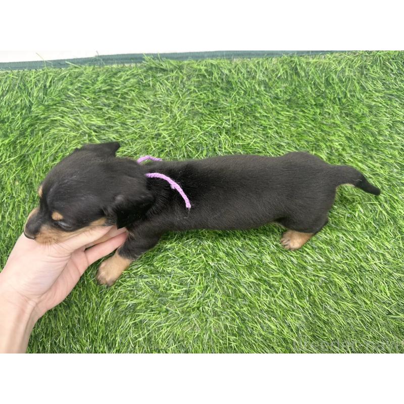 販売中の愛知県のミニチュアダックスフンド(スムースヘアード)-447175の6枚目