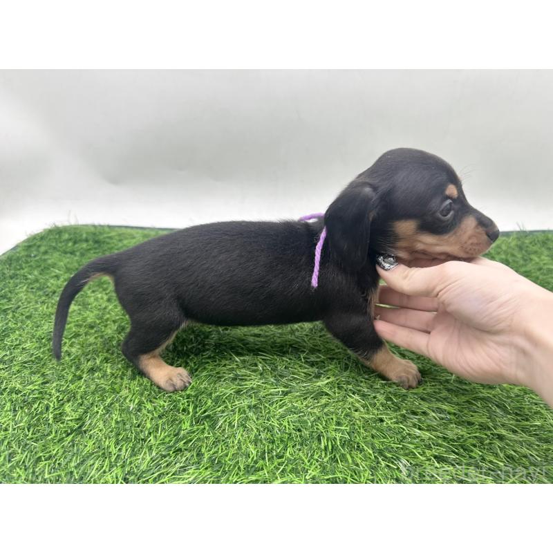 販売中の愛知県のミニチュアダックスフンド(スムースヘアード)-447175の5枚目