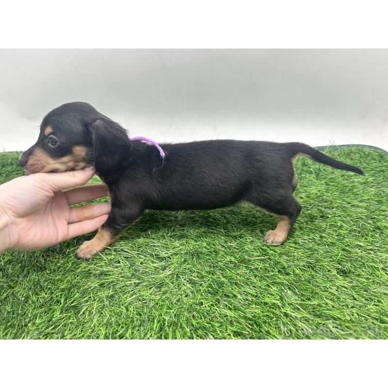 販売中の愛知県のミニチュアダックスフンド(スムースヘアード)-447175の4枚目