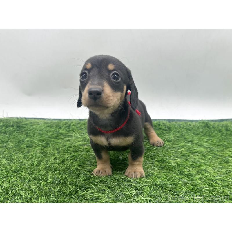 販売中の愛知県のミニチュアダックスフンド(スムースヘアード)-447176の1枚目