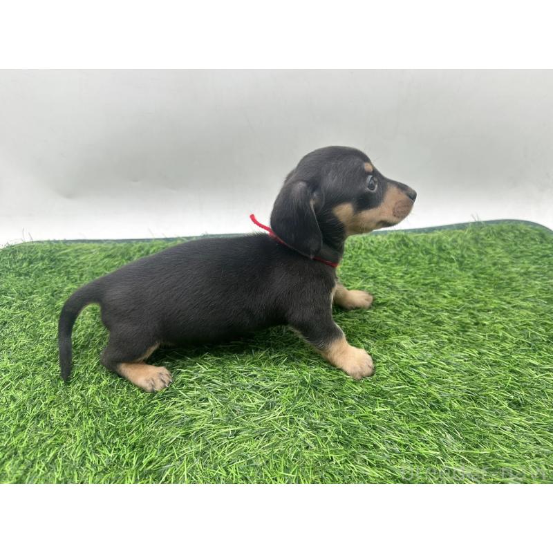 販売中の愛知県のミニチュアダックスフンド(スムースヘアード)-447176の6枚目