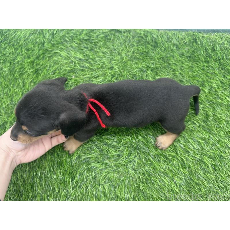 販売中の愛知県のミニチュアダックスフンド(スムースヘアード)-447176の4枚目