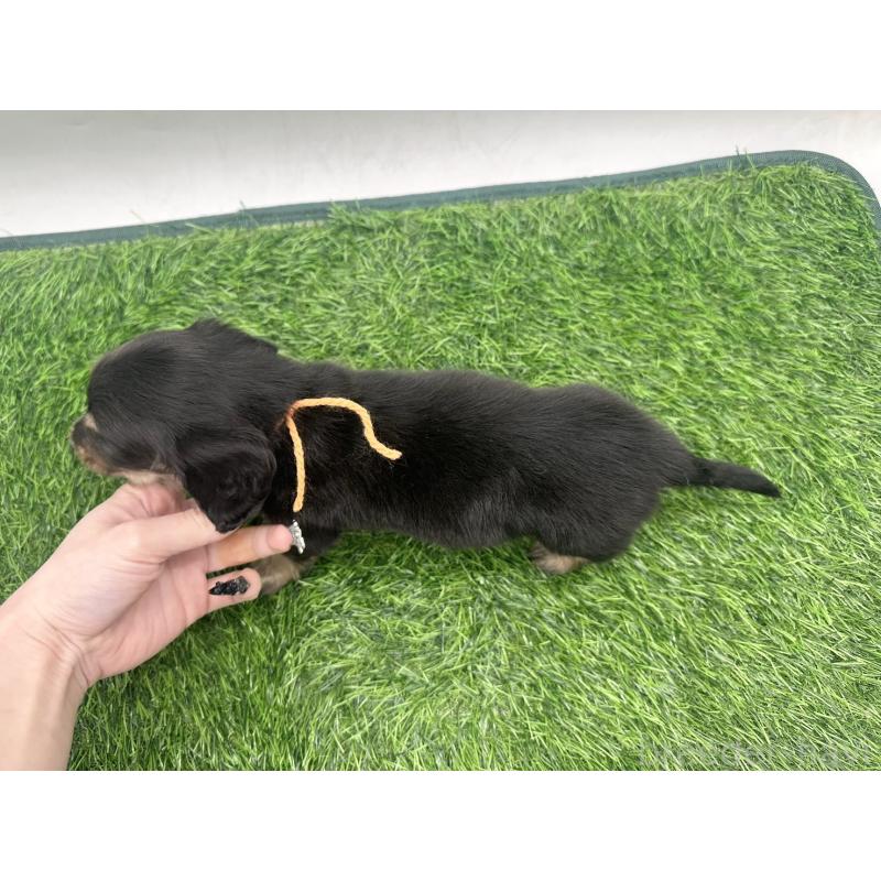 販売中の愛知県のミニチュアダックスフンド(ロングヘアード)-447178の6枚目