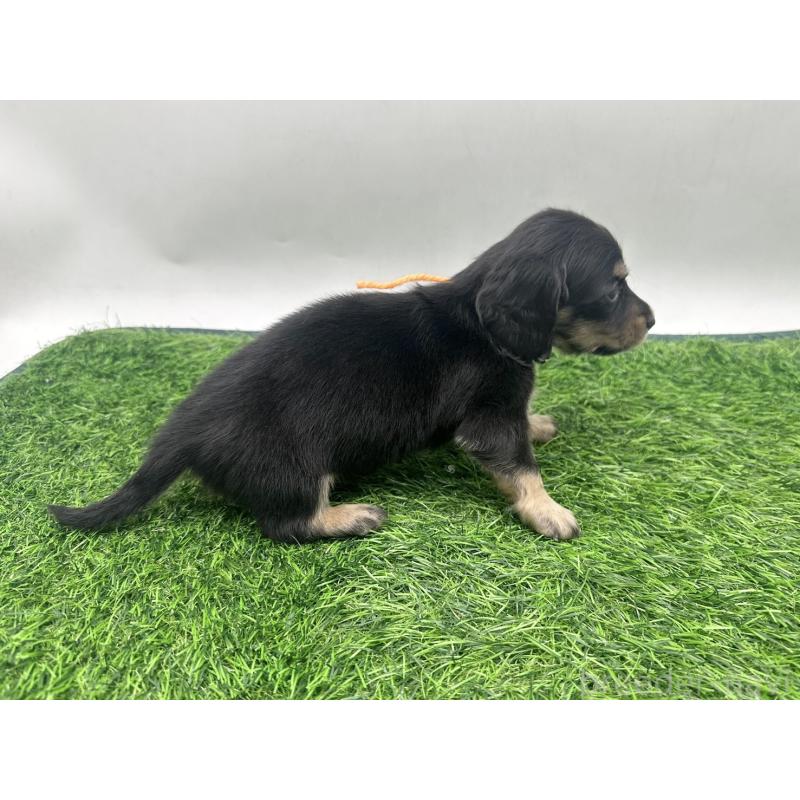 販売中の愛知県のミニチュアダックスフンド(ロングヘアード)-447178の5枚目