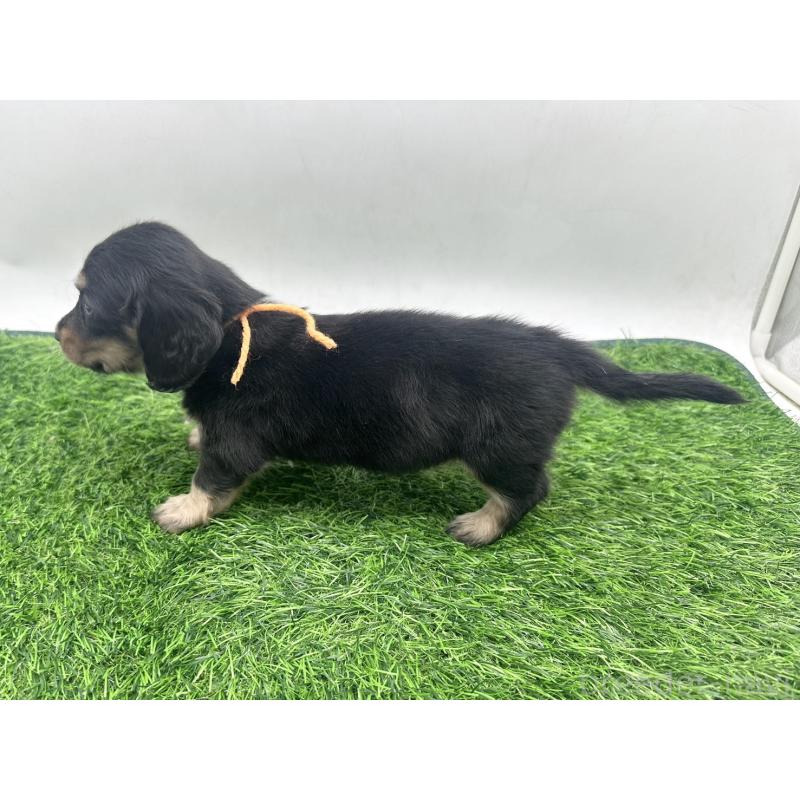 販売中の愛知県のミニチュアダックスフンド(ロングヘアード)-447178の4枚目