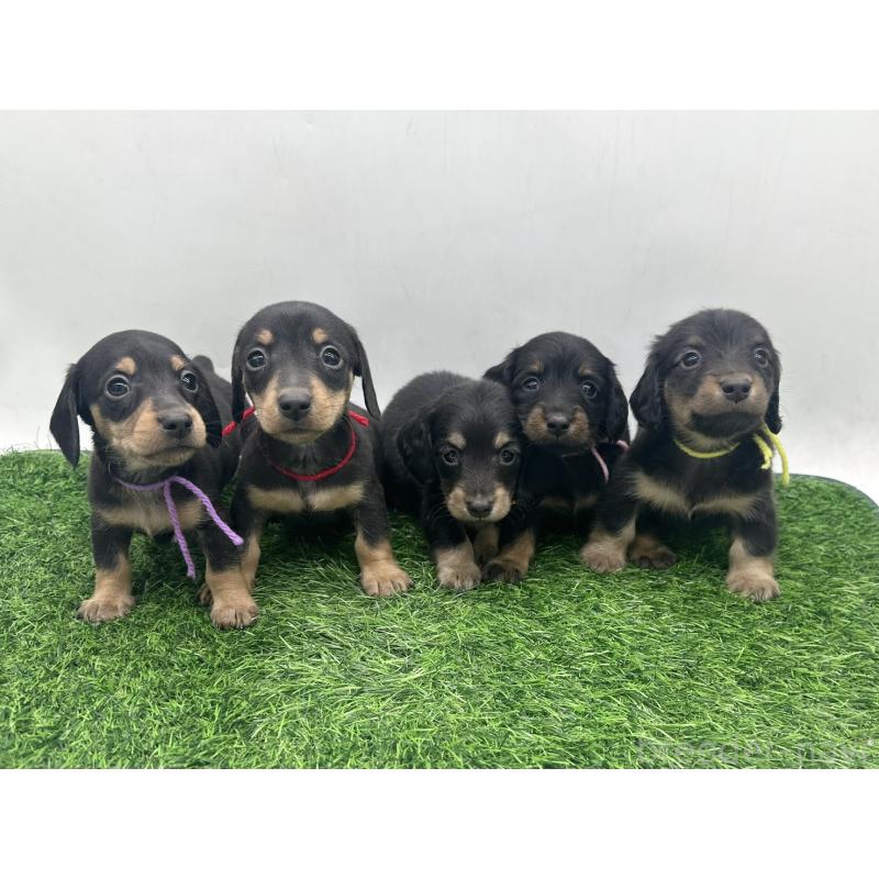 販売中の愛知県のミニチュアダックスフンド(ロングヘアード)-447178の2枚目