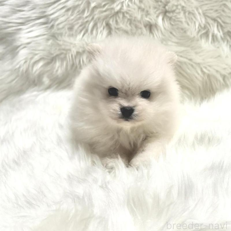 販売中の佐賀県のポメラニアン-447179の1枚目