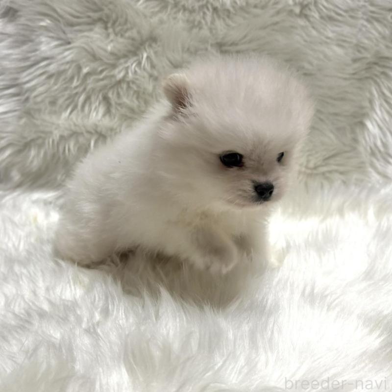 販売中の佐賀県のポメラニアン-447179の6枚目