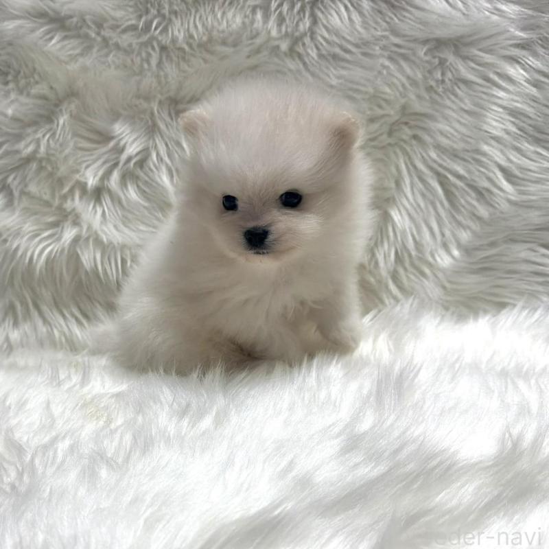 販売中の佐賀県のポメラニアン-447179の5枚目