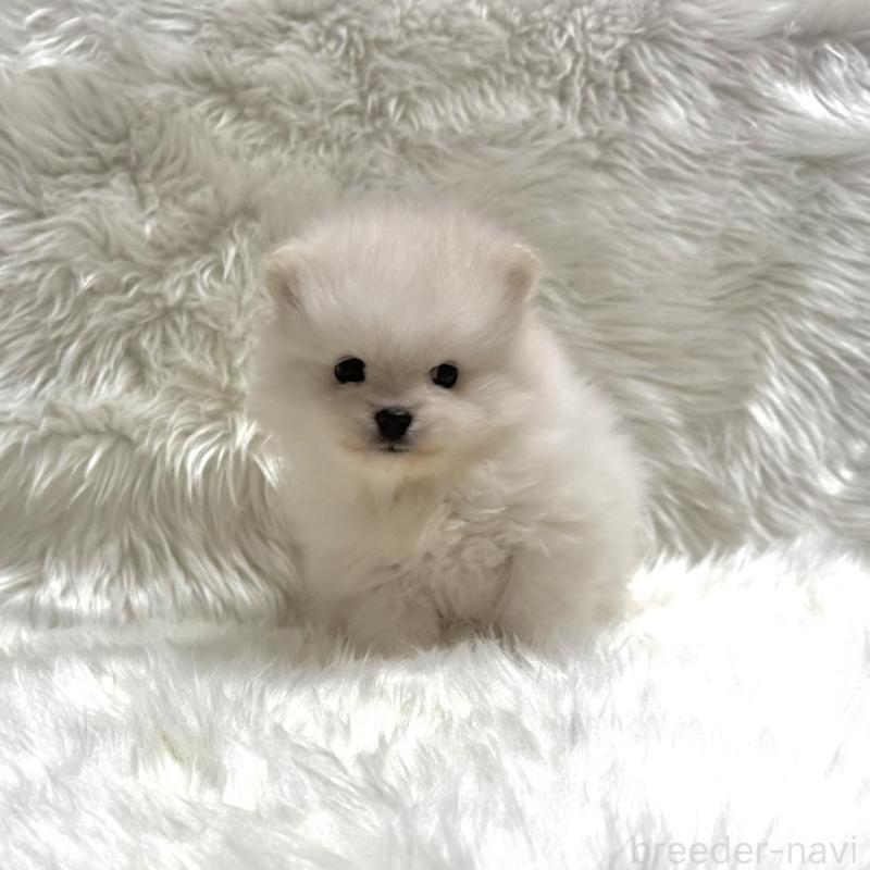 販売中の佐賀県のポメラニアン-447179の4枚目