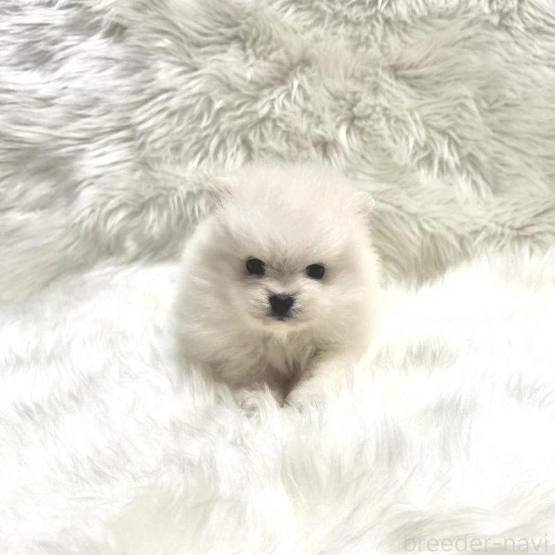 販売中の佐賀県のポメラニアン-447179の2枚目