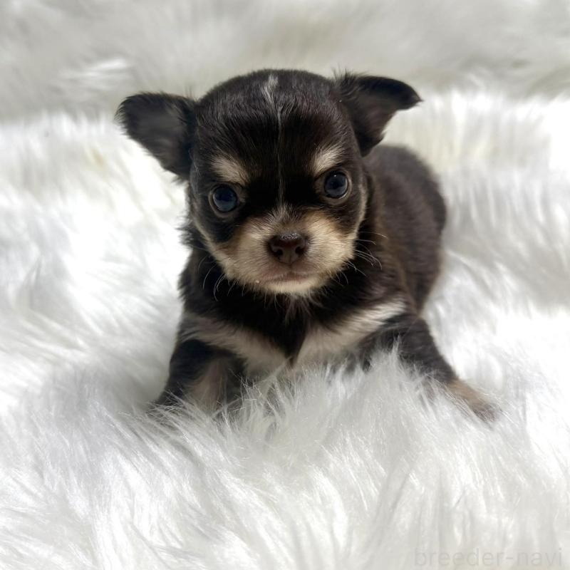 販売中の佐賀県のチワワ(ロングコート)-447182の1枚目