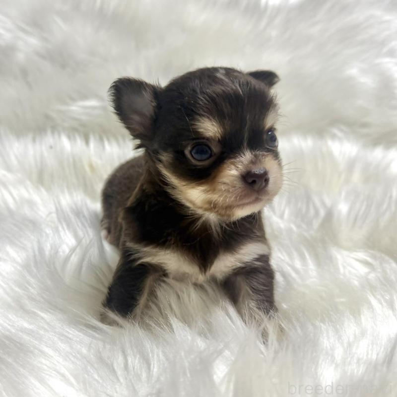 販売中の佐賀県のチワワ(ロングコート)-447182の6枚目