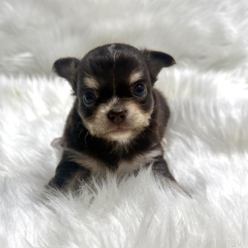 販売中の佐賀県のチワワ(ロングコート)-447182の5枚目