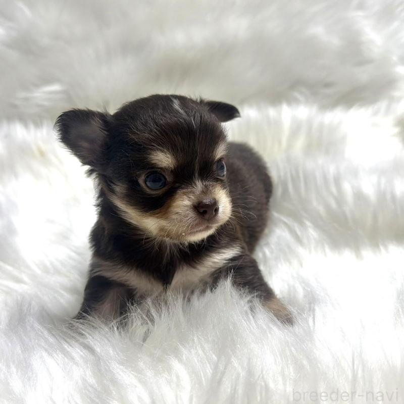 販売中の佐賀県のチワワ(ロングコート)-447182の4枚目