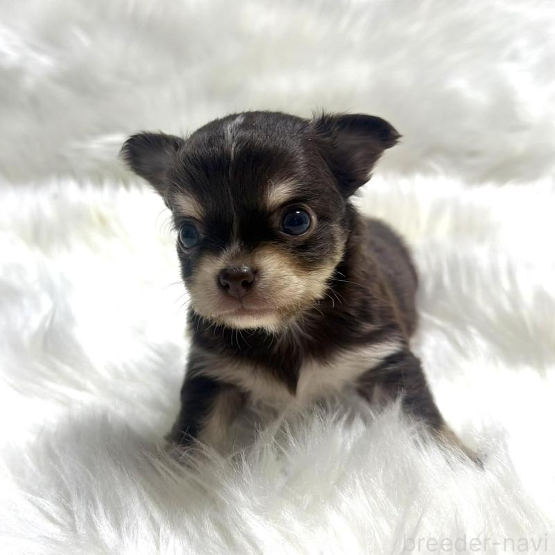 販売中の佐賀県のチワワ(ロングコート)-447182の3枚目