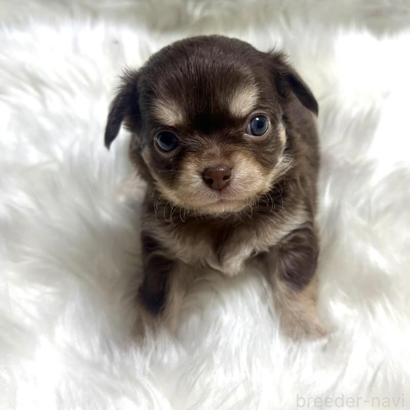 販売中の佐賀県のチワワ(ロングコート)-447185の1枚目