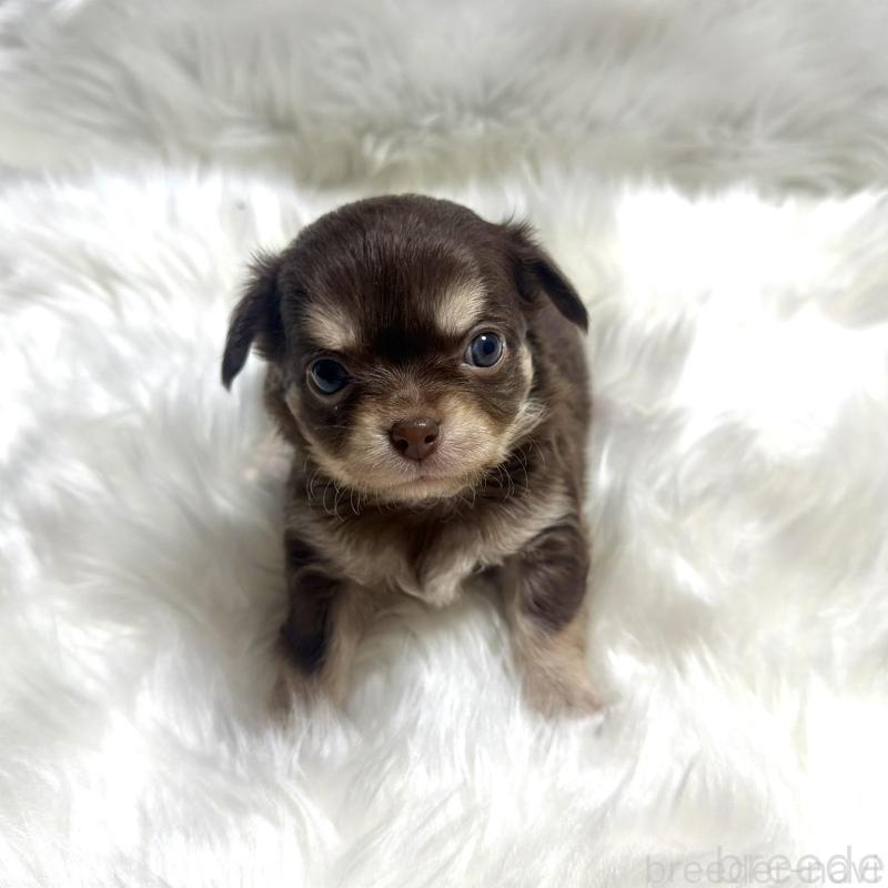 販売中の佐賀県のチワワ(ロングコート)-447185の6枚目