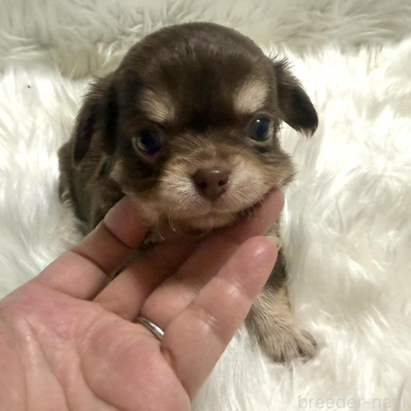 販売中の佐賀県のチワワ(ロングコート)-447185の5枚目