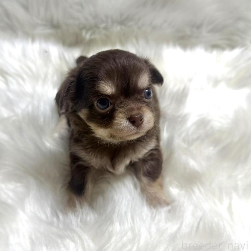 販売中の佐賀県のチワワ(ロングコート)-447185の4枚目