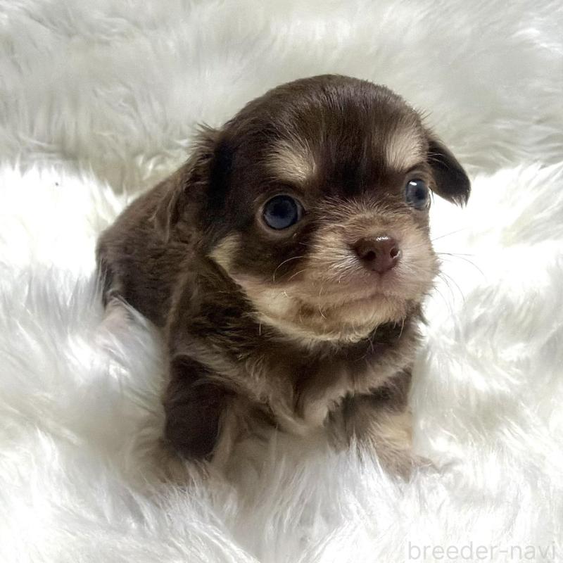 販売中の佐賀県のチワワ(ロングコート)-447185の3枚目