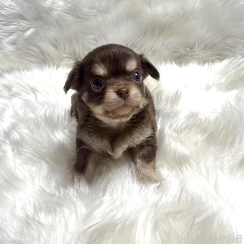 販売中の佐賀県のチワワ(ロングコート)-447185の2枚目