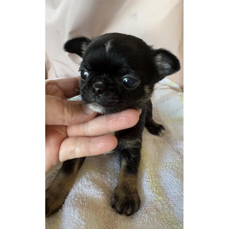 販売中の山口県のチワワ(スムースコート)-447190の2枚目