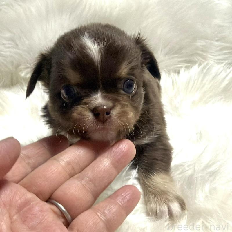 販売中の佐賀県のチワワ(ロングコート)-447187の1枚目