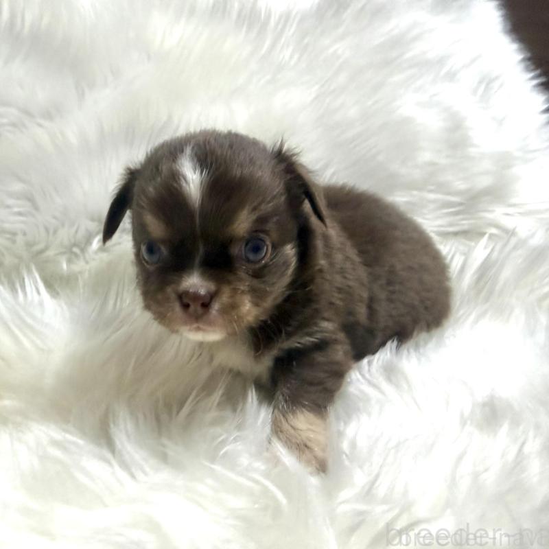 販売中の佐賀県のチワワ(ロングコート)-447187の6枚目