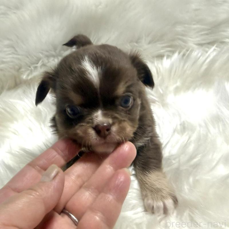 販売中の佐賀県のチワワ(ロングコート)-447187の5枚目