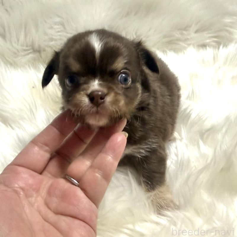 販売中の佐賀県のチワワ(ロングコート)-447187の4枚目